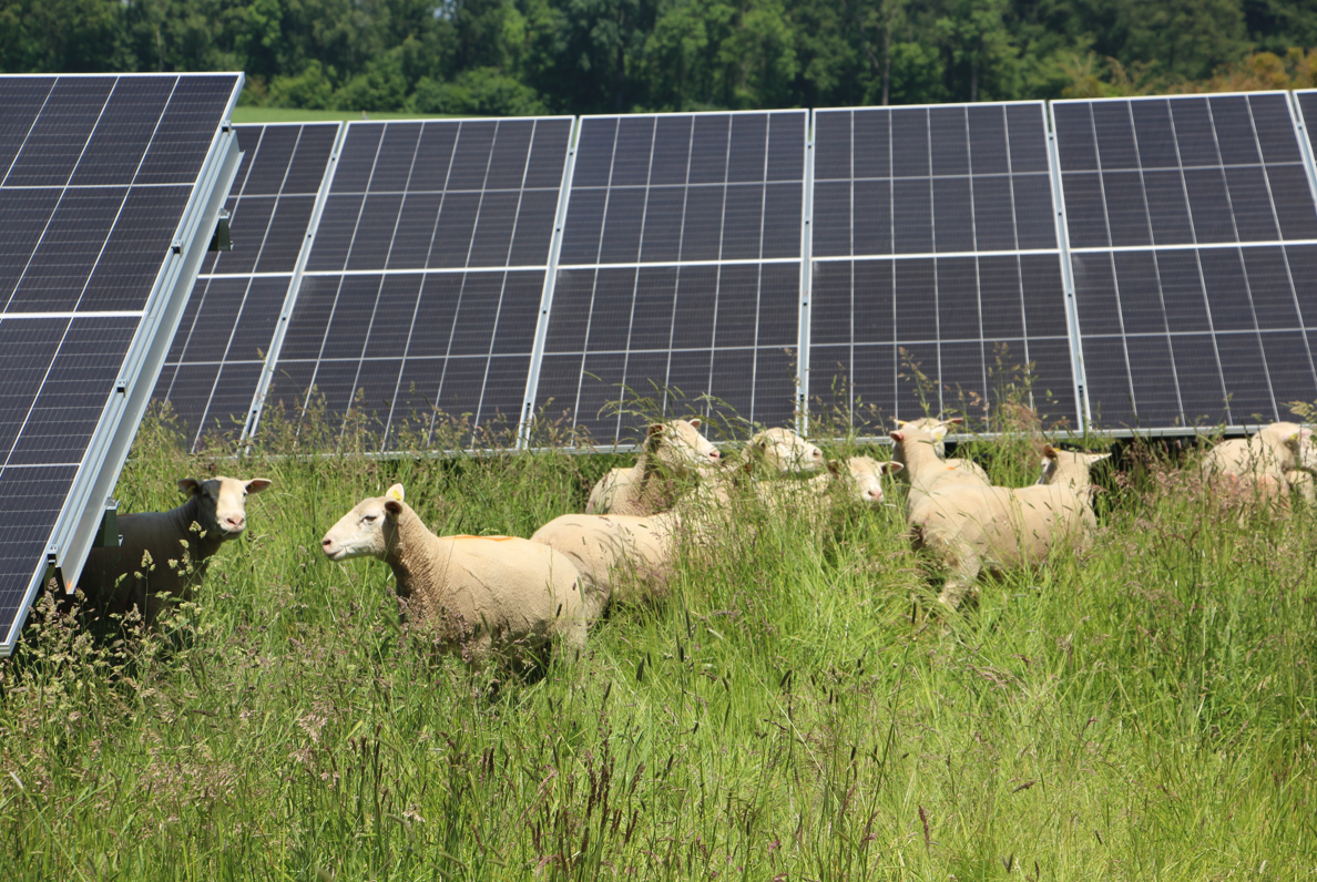 Agrivoltaïsme à Namur