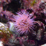 anémone de mer, biodiversité et éoliennes offshore en mer du Nord