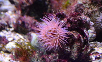 anémone de mer, biodiversité et éoliennes offshore en mer du Nord