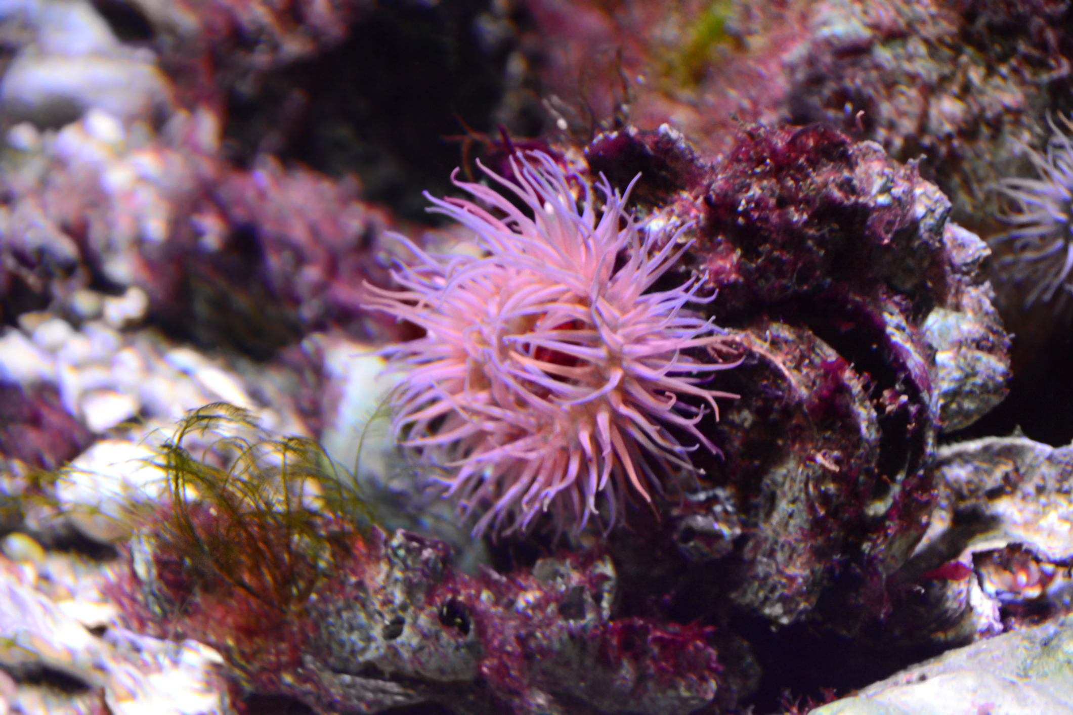 anémone de mer, biodiversité et éoliennes offshore en mer du Nord