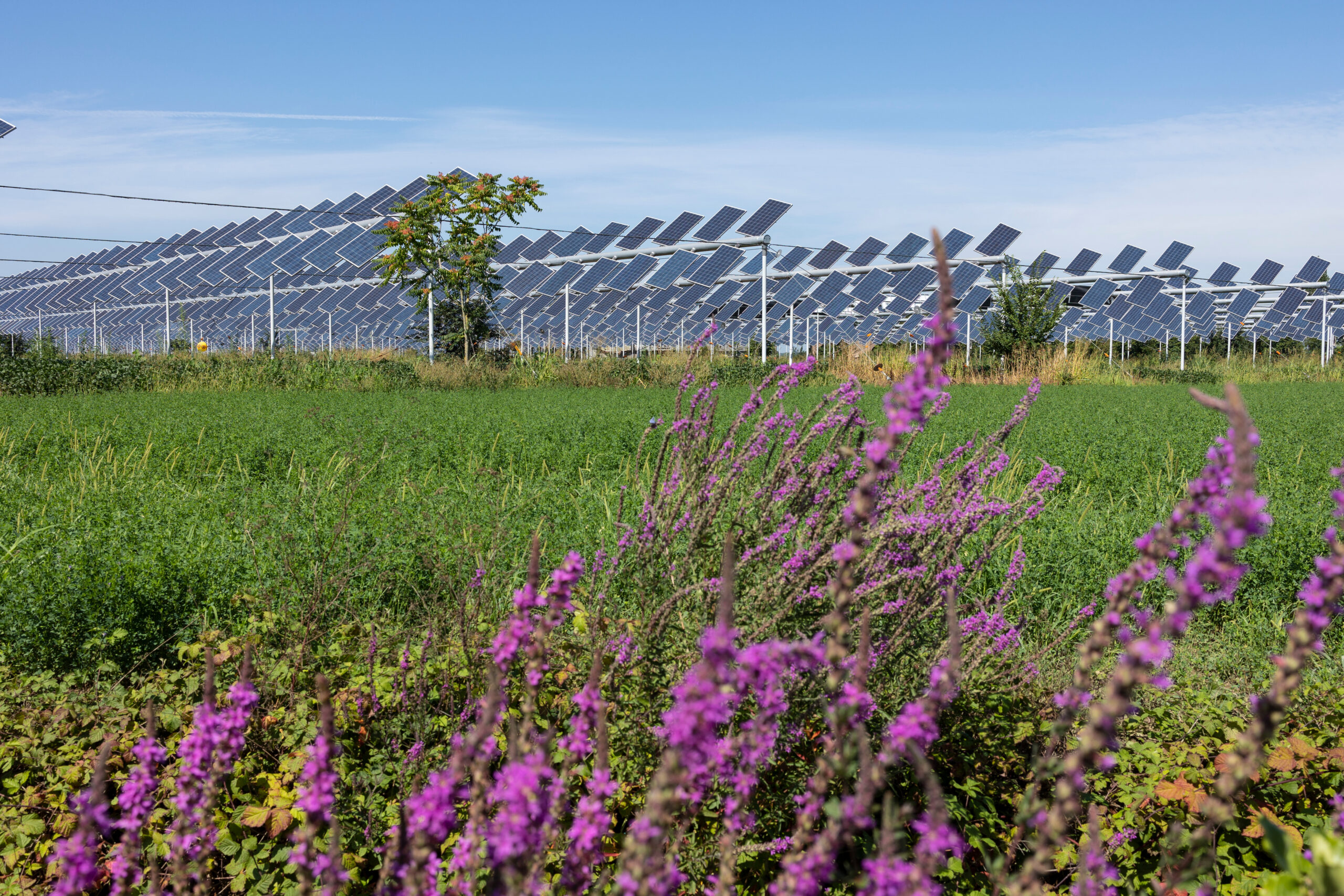 Gedinne parc solaire agrivoltaïque